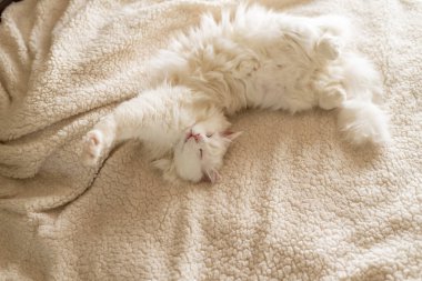 Güzel beyaz kedi beyaz bir yatakta uyuyor..