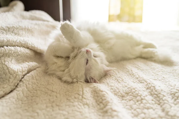 Bastante Branco Gato Dormir Uma Cama Branca — Fotografia de Stock