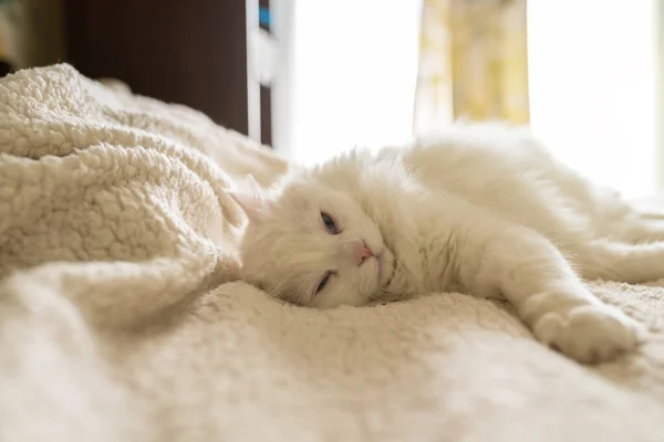 Bastante Branco Gato Dormir Uma Cama Branca — Fotografia de Stock