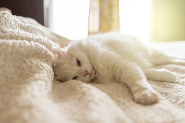 Όμορφη Λευκή Γάτα Κοιμάται Λευκό Κρεβάτι — Φωτογραφία Αρχείου