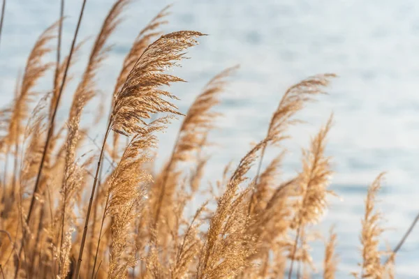 ビーチ乾燥した草の選択的なソフトフォーカス 黄金の夕日の光で風に吹いて茎 背景にぼやけた海 コピースペース 草の概念 — ストック写真