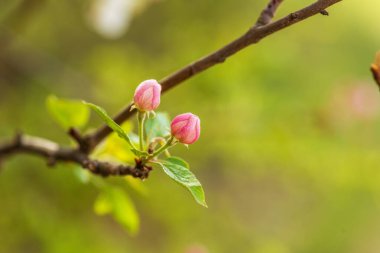 İlkbahar. Güzel bir çiçek ağacı. Güneşli bir günde güneşli doğa sahnesi. Bahar çiçekleri ve bulanık arkaplan Mayıs ayında.