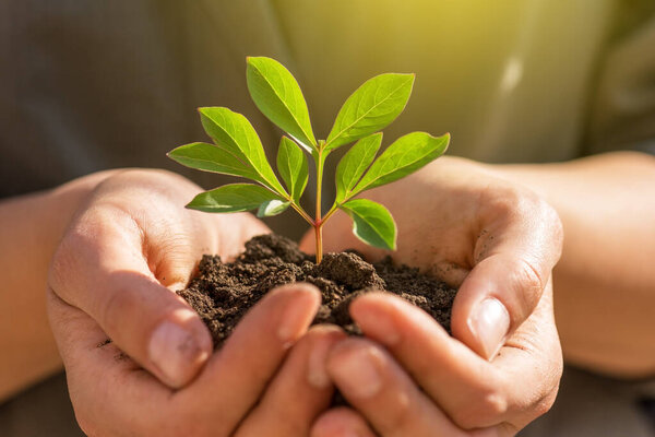 Plant in Hands. Ecology concept. Nature Background.