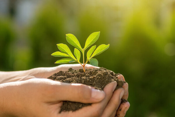 Plant in Hands. Ecology concept. Nature Background.
