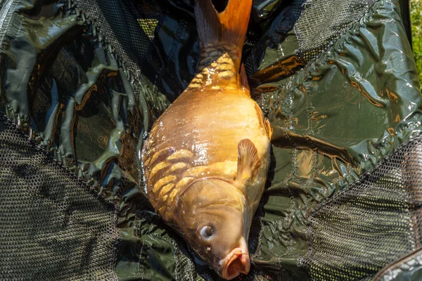 Carpa Viva Altalena Catturata All Alba — Foto Stock