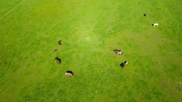 Vista Aérea Del Rebaño Caballos Pastando Hierba Verde Grupo Varios — Foto de Stock