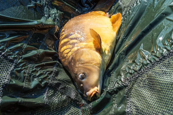 Carpa Viva Altalena Catturata All Alba — Foto Stock