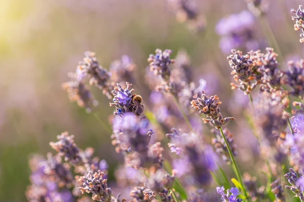 畑のラベンダーの開花の終わり — ストック写真