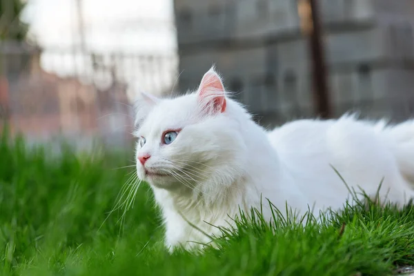 풀밭을 귀여운 고양이 — 스톡 사진