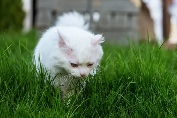 초원에 고양이 — 스톡 사진