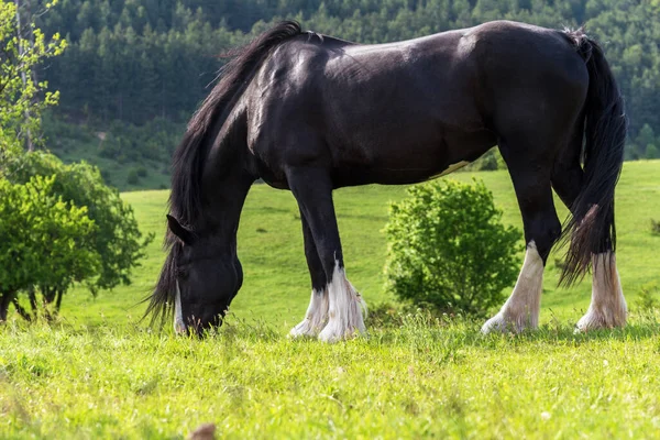 Black friesian horse on clovers meadow.