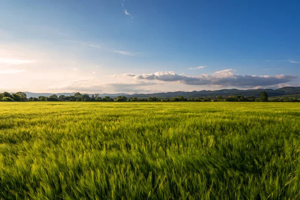 Gün batımında buğday tarlası. Güzel gün batımı Doğa arkaplanı.