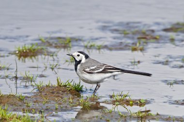 Beyaz kuyruk (Motacilla alba)