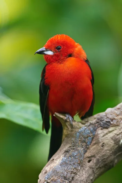 Brasilianska tanager (ramphocelus bresilius) — Stockfoto