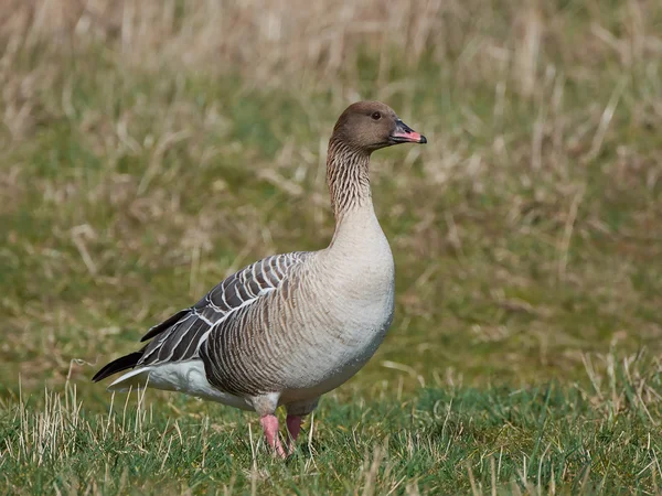 Pink-footed goose (Anser brachyrhynchus) — Stock Photo, Image