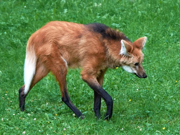 Wilk grzywiasty (chrysocyon brachyurus) — Zdjęcie stockowe