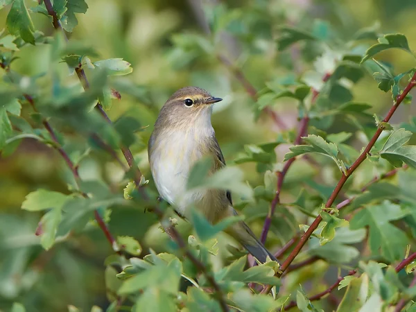 Arenque común (Phylloscopus collybita) — Foto de Stock