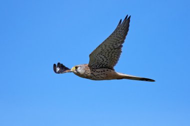 Genel kerkenez (Falco tinnunculus)