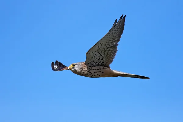 Cestrel-comum (Falco tinnunculus)) — Fotografia de Stock