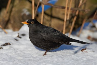 Yaygın karatavuk (Turdus merula)