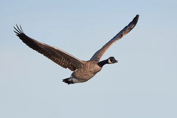 Canada Goose (branta canfsis)) — стоковое фото