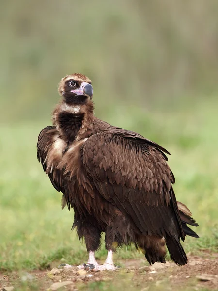 Sęp Black (monachus niezadowolona) — Zdjęcie stockowe