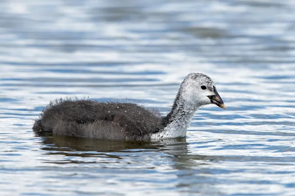 Coot euroasiático (Fulica atra) — Foto de Stock