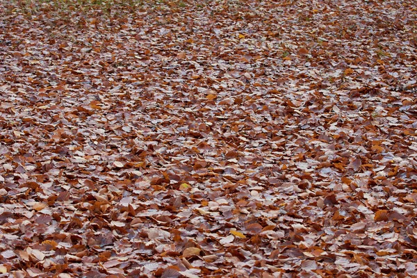 Fallen dead leaves — Stock Photo, Image