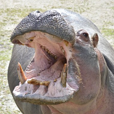 su aygırı (su aygırı amphibius)