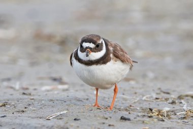 Ortak halkalı yağmurcunu (Charadrius hiaticula)