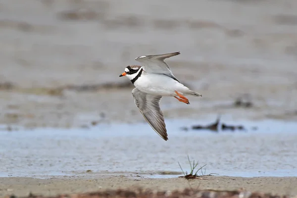 Chorro anillado común (Charadrius hiaticula ) — Foto de Stock