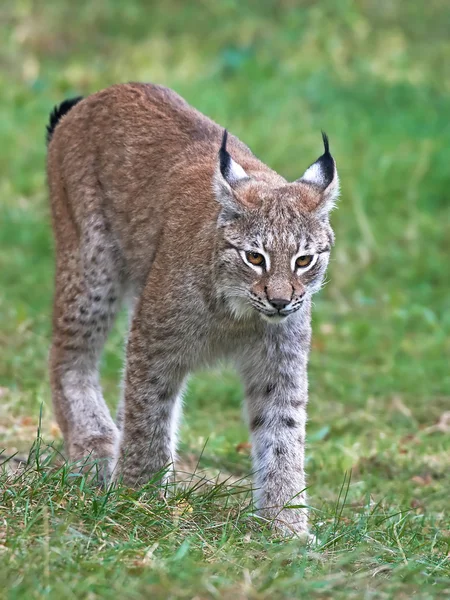 Eurasiatisk lodjur (Lynx lynx)) — Stockfoto