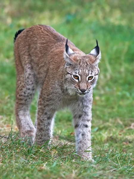 Ryś Eurazjatycki (Lynx lynx)) — Zdjęcie stockowe