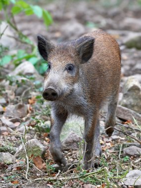 Yaban domuzu (Sus Scrofa)