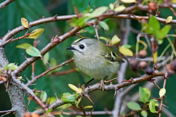 Goldhaube (regulus regulus)) — Stockfoto