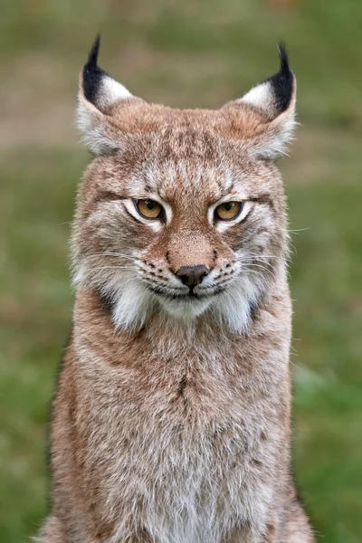 Rys ostrovid (Lynx lynx) — Stock fotografie