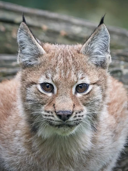 Eurasiatisk lodjur (Lynx lynx)) — Stockfoto