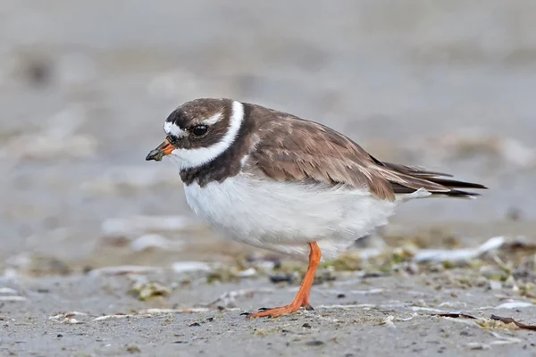 Chorro anillado común (Charadrius hiaticula ) — Foto de Stock