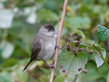 Avrasya ötleğen (Sylvia atricapilla)