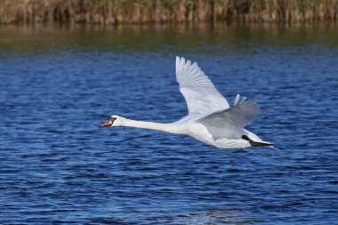 Dilsiz kuğu (Kuğu rengi))