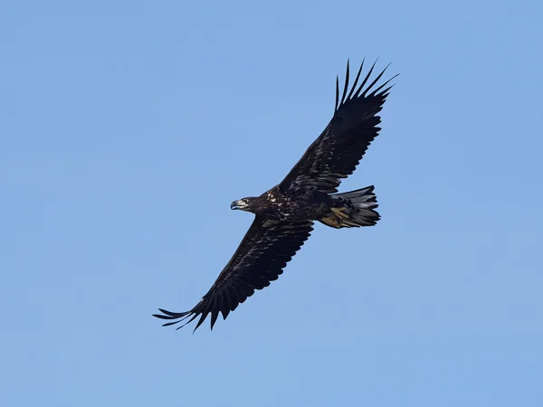 Águila de cola blanca (Haliaeetus albicilla ) —  Fotos de Stock