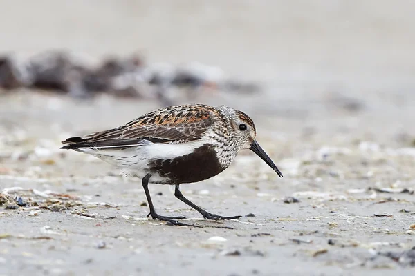 Bonte strandloper (Calidris alpina) — Stockfoto