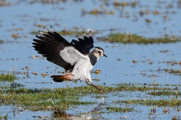 Pohjoinen Lapwing (Vanellus vanellus)) — kuvapankkivalokuva