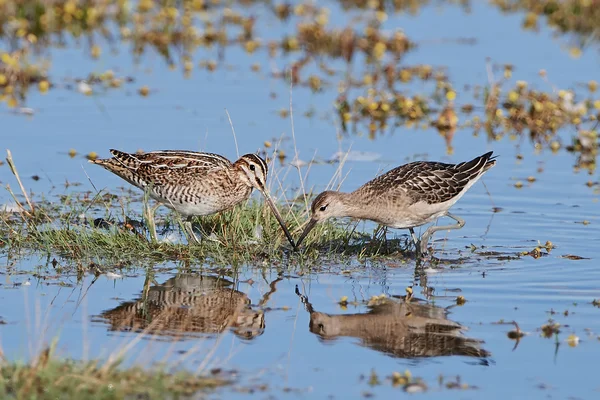 Common snipe and Ruff — Stock Photo, Image