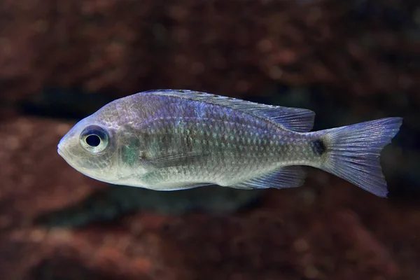 Juvenile electric blue hap — Stock Photo, Image