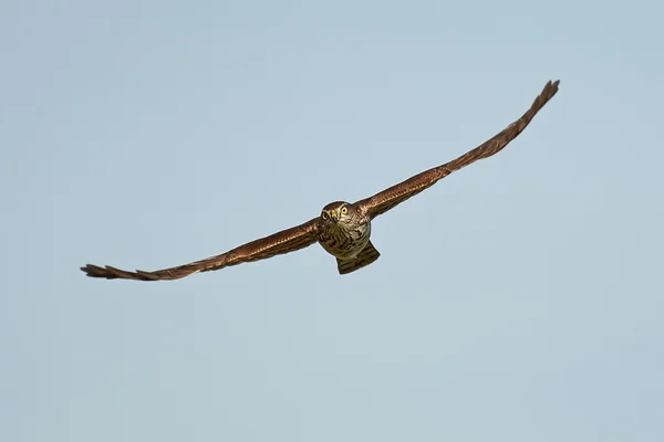 Krogulec zwyczajny (Accipiter nisus) — Zdjęcie stockowe