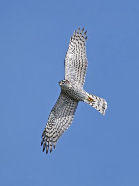 Bayağı atmaca (Accipiter nisus)