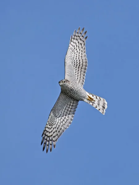 Sparviero eurasiatico (Accipiter nisus ) — Foto Stock