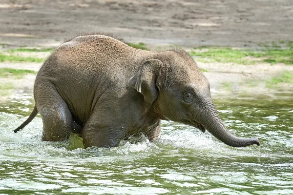 Babyolifant spelen in water — Stockfoto