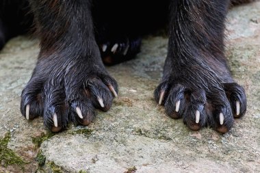 Wolverine (Gulo gulo pençeleri)